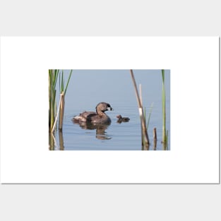 Pied-billed Grebe Posters and Art